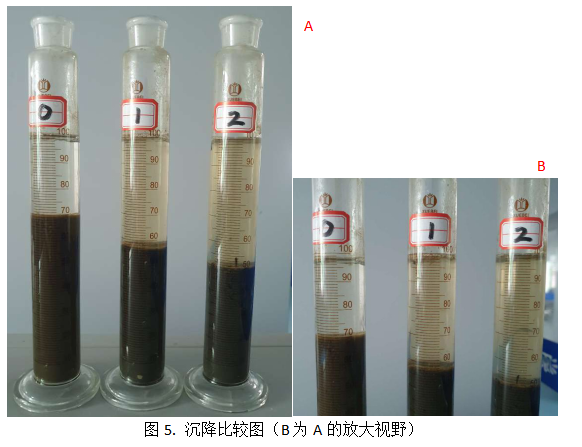 库巴鲁激活菌在污泥的沉降性的提升作用