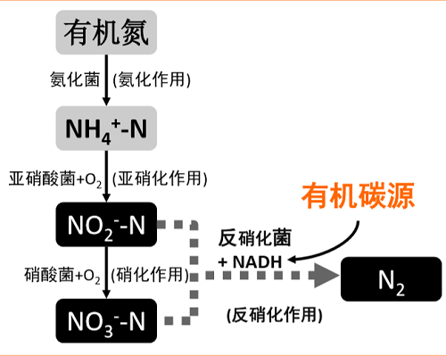 水中氮的形态及转换过程